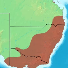 Latam vlaštovčí (Lathamus discolor) - chov