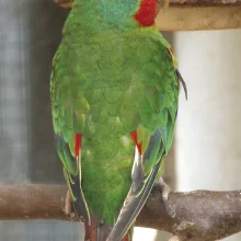 Latam vlaštovčí (Lathamus discolor) - chov