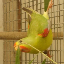 Latam vlaštovčí (Lathamus discolor) - chov