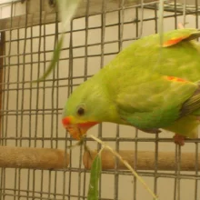 Latam vlaštovčí (Lathamus discolor) - chov