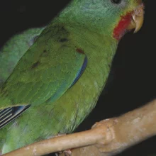 Latam vlaštovčí (Lathamus discolor) - chov