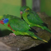 Loriové vedou sladký život