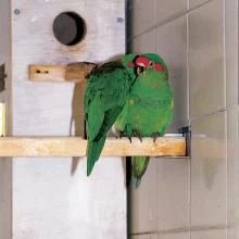 Pár lori mošusových u budky