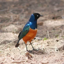 Leskoptev tříbarvá