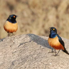 Leskoptev Hildebrandtova