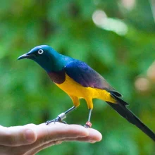 Leskoptev zlatoprsá