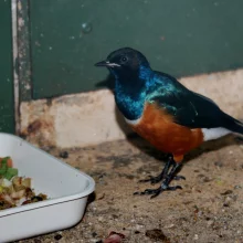 Leskoptev tříbarvá