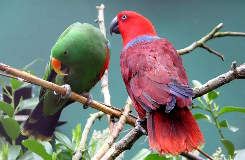 Papoušci daleké (Východní) Asie