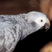 Papoušek žako - největší mluvka