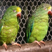 Tirikové - křiklouni z pralesa