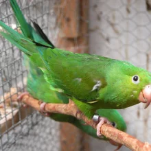 Tirikové - křiklouni z pralesa