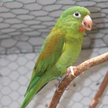 Tirikové - křiklouni z pralesa