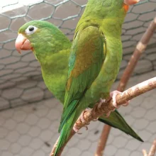 Tirikové - křiklouni z pralesa