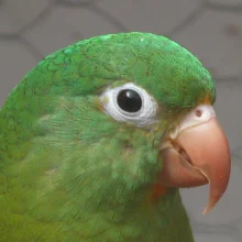 Tirikové - křiklouni z pralesa