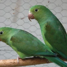 Tirikové - křiklouni z pralesa