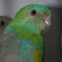 Malí australští papoušci