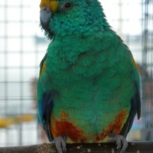 Malí australští papoušci