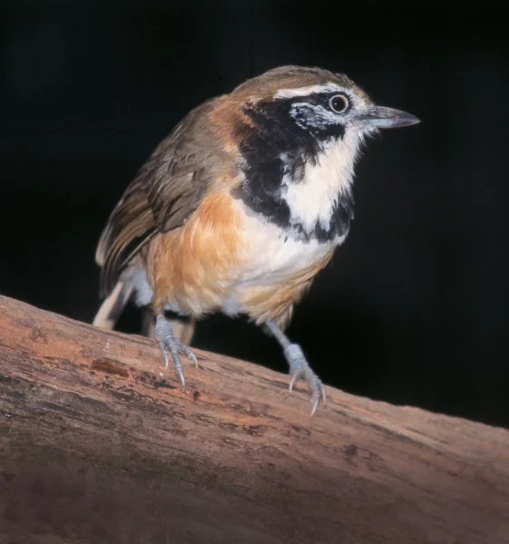 Sojkovec límečkový (Garrulax pectoralis)
