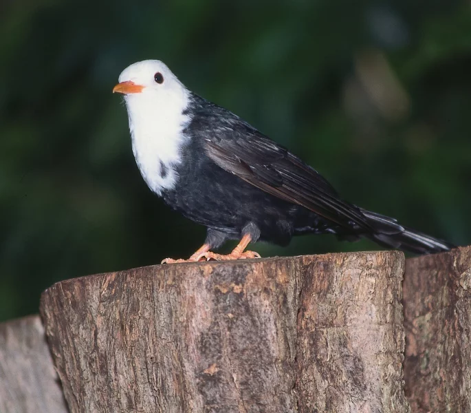 Bulbulčík černý (Hypsipetes madagascariensis)