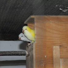 Mníšek šedý (Myiopsitta monachus) a jeho chov