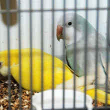 Mníšek šedý (Myiopsitta monachus) a jeho chov