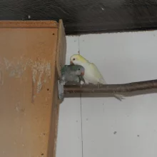 Mníšek šedý (Myiopsitta monachus) a jeho chov