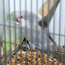 Mníšek šedý (Myiopsitta monachus) a jeho chov