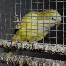 Mníšek šedý (Myiopsitta monachus) a jeho chov