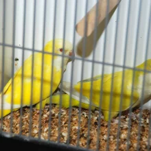 Mníšek šedý (Myiopsitta monachus) a jeho chov