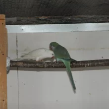 Mníšek šedý (Myiopsitta monachus) a jeho chov