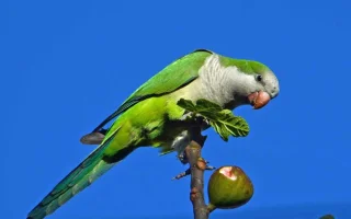 Mníšek šedý (Myiopsitta monachus) a jeho chov