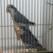 Mníšek šedý (Myiopsitta monachus) a jeho chov