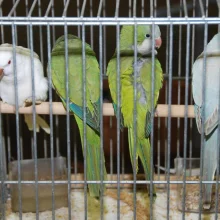 Mníšek šedý (Myiopsitta monachus) a jeho chov
