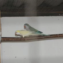 Mníšek šedý (Myiopsitta monachus) a jeho chov