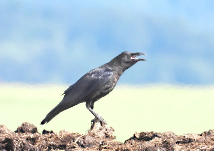 Krkavec velký
