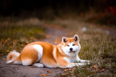 Kdo je kdo? Akita inu, nebo americká akita?