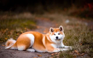 Kdo je kdo? Akita inu, nebo americká akita?