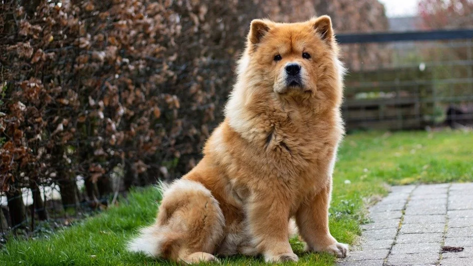 Asijští špicové: Čau čau, Eurasier, Akita inu a další
