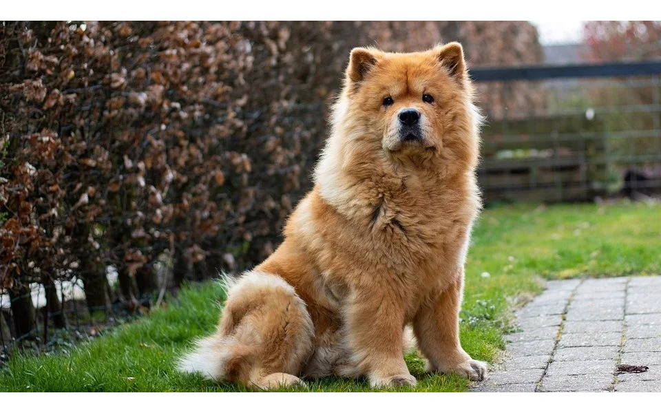 Asijští špicové: Čau čau, Eurasier, Akita inu a další