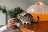 Činčila vlnatá  (Chinchilla lanigera)
