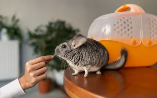 Činčila vlnatá  (Chinchilla lanigera)