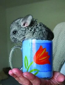 Činčila vlnatá  (Chinchilla lanigera)