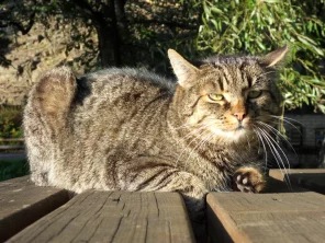 Co mají kočky rády