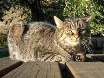 Co mají kočky rády