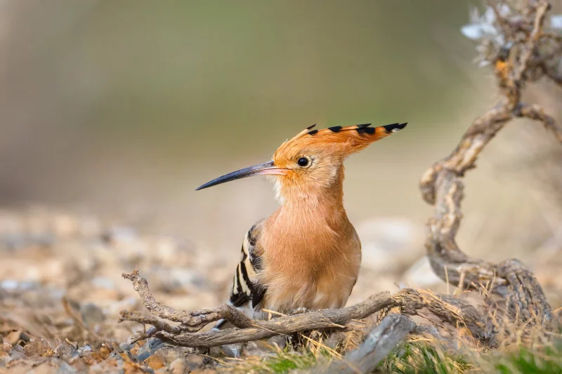 Střimická výsypka u Mostu je novým ptačím parkem ČSO