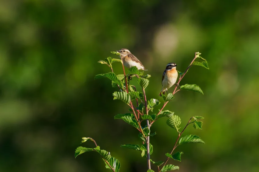 Bramborníček hnědý