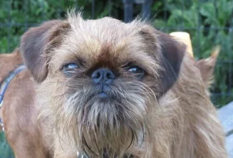 Grifonci - oškliví krasavci