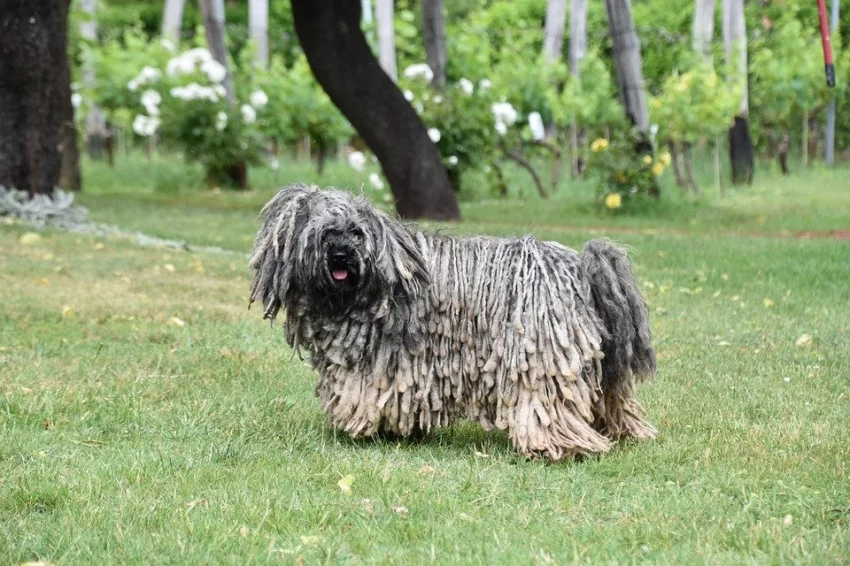 Pes plemene Puli