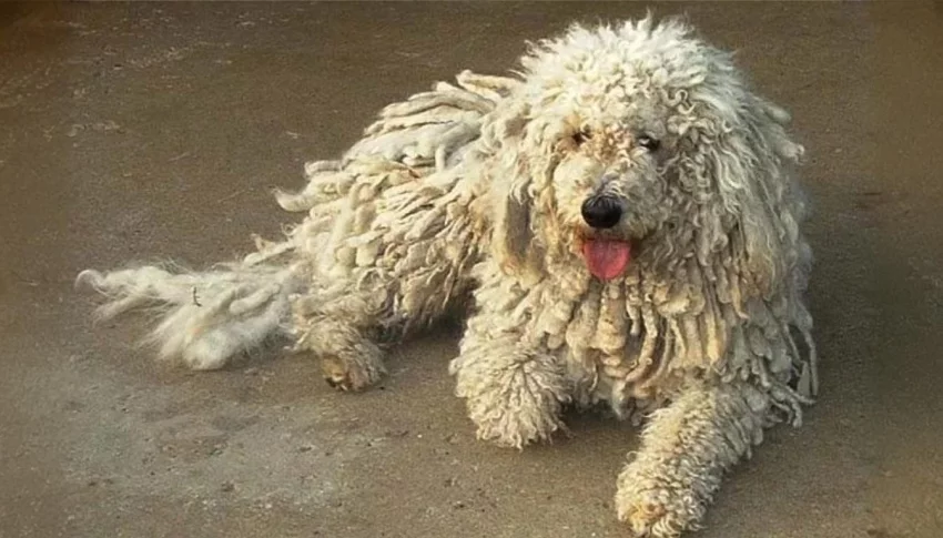 Pes plemene Komondor