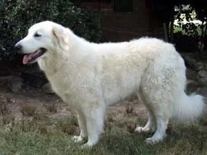 Pes plemene Kuvasz